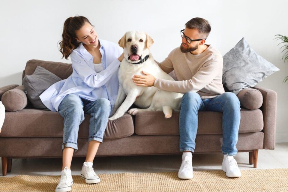 Why Does Your Dog Not Let Strangers Pet Them? The German Shepherder