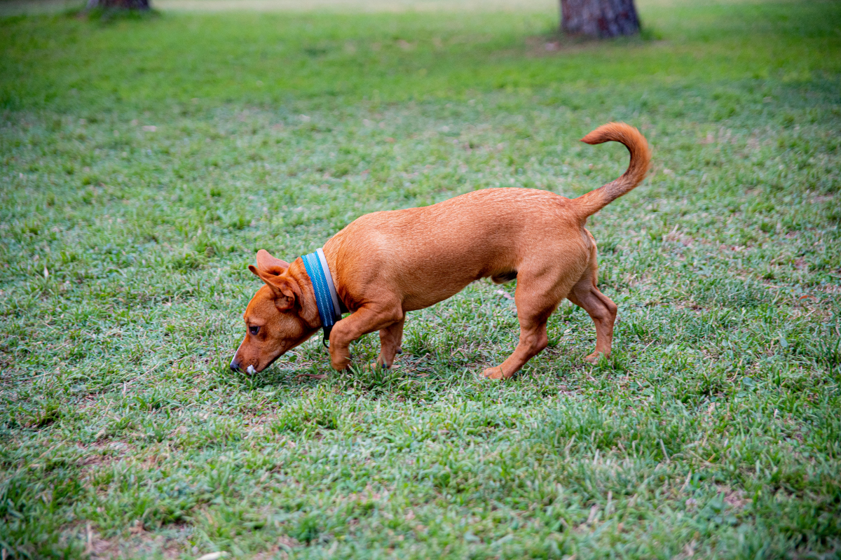 Why Do Dogs Sniff the Air? You May Be Surprised! The German Shepherder