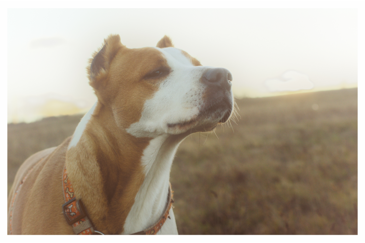 Why Do Dogs Sniff the Air? You May Be Surprised! – The German Shepherder