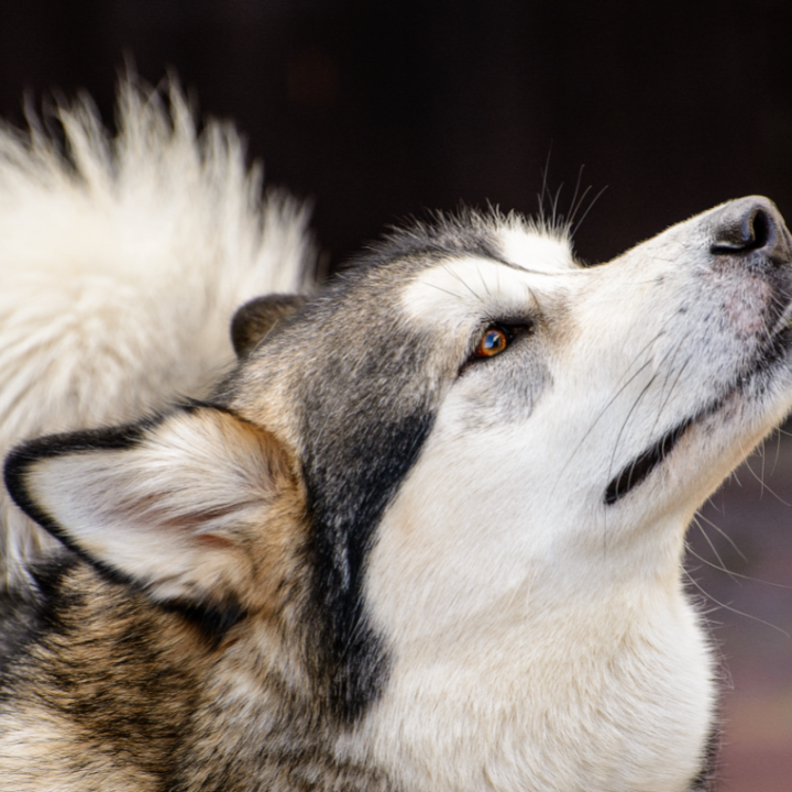 Why Do Dogs Sniff the Air? You May Be Surprised! The German Shepherder