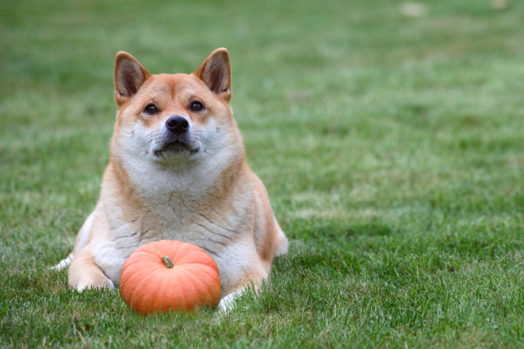 Can I Give Pumpkin To My Puppy