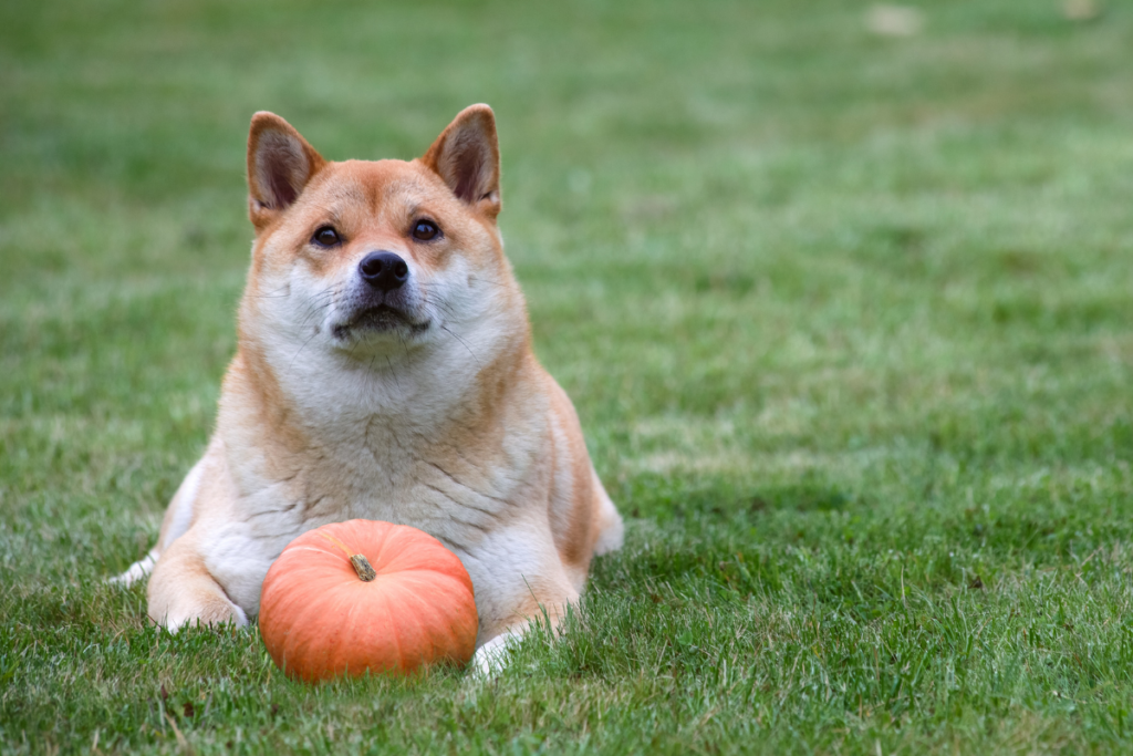 Can Dogs Eat Pumpkin Nutritional Benefits And Safety Considerations 