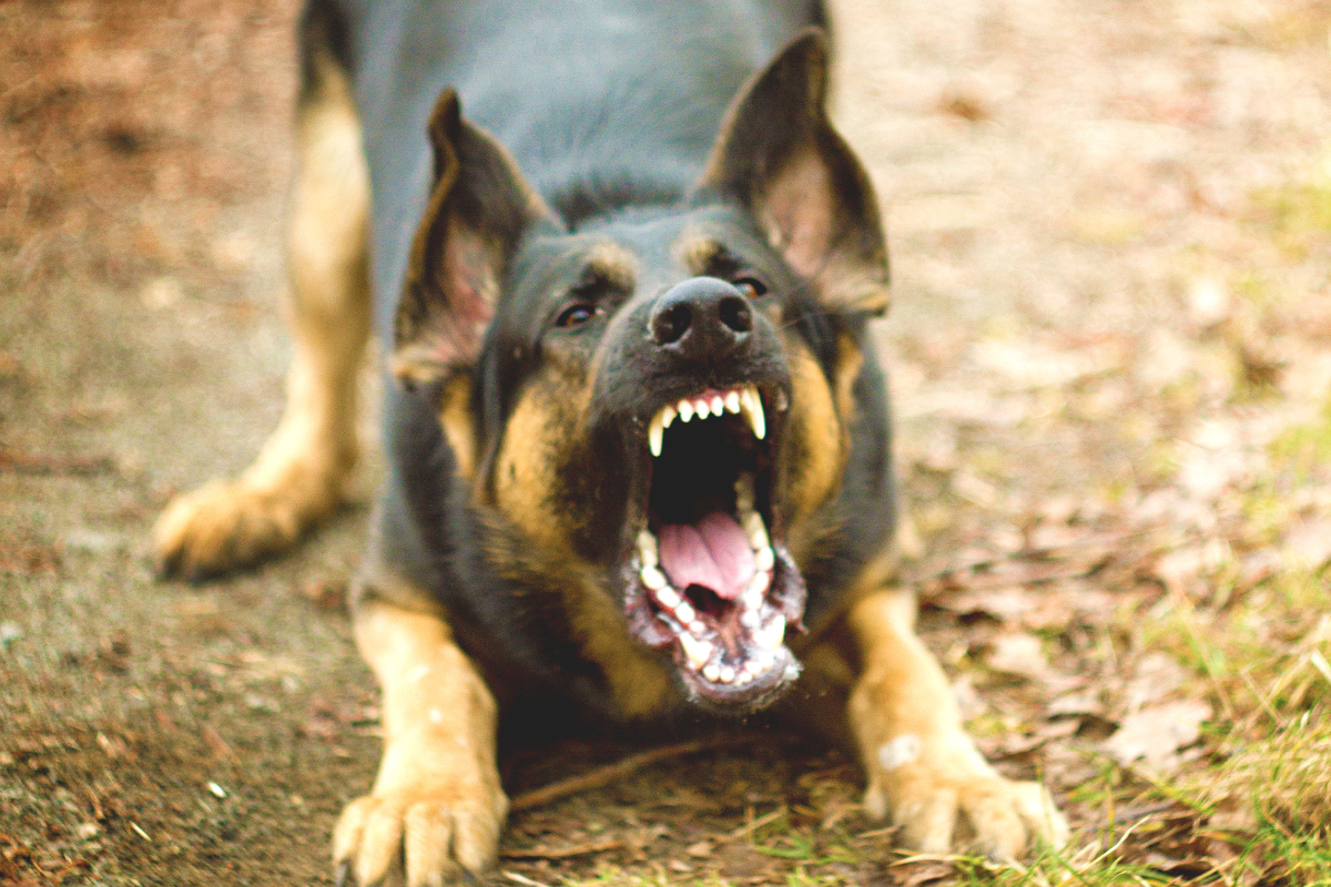 The Pros and Cons of Owning a German Shepherd: Is This Beloved Breed ...