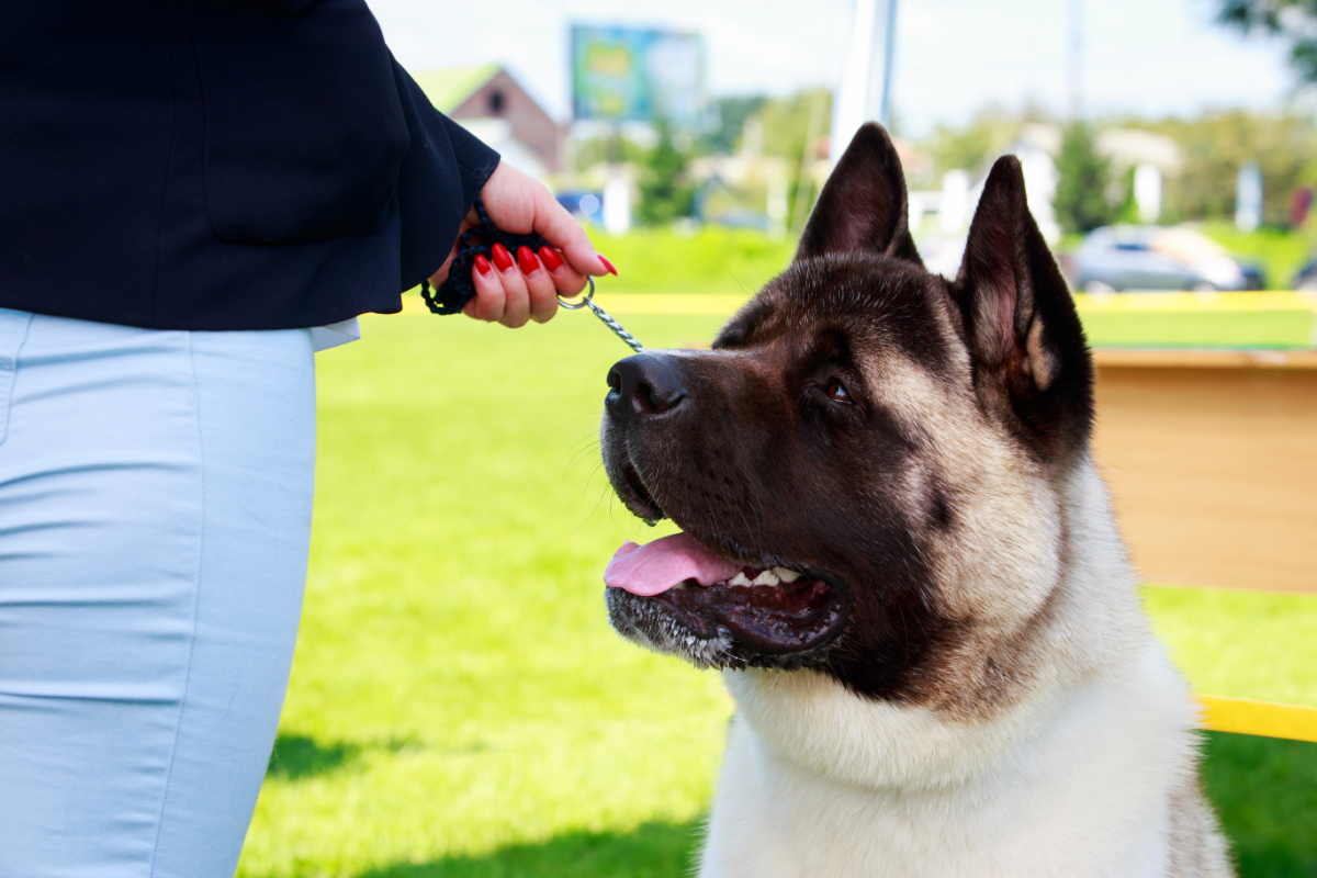 Do Akitas Get Jealous of Humans or Other Dogs? – The German Shepherder